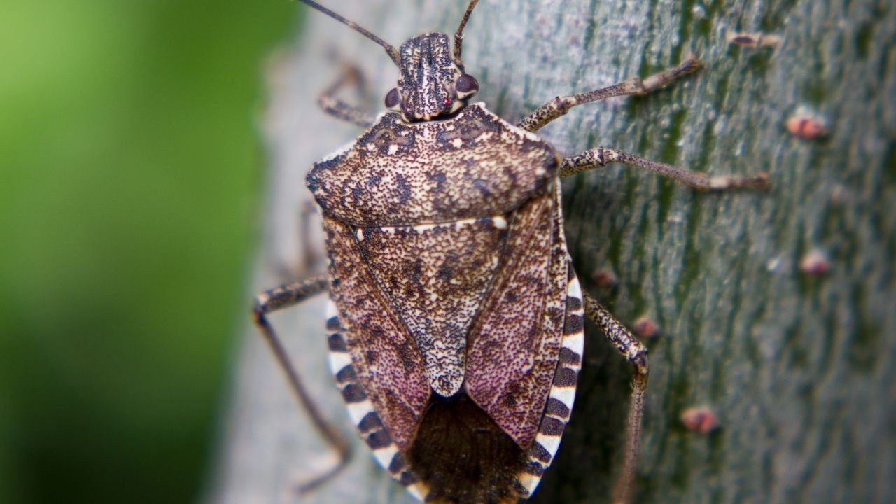 Bei Bienen, Rattenschwanz-Larven, Totengräbern, Baum- und Milchkraut-Wanzen haben Biolog:innen ebenfalls mögliche Antibiotika gefunden.