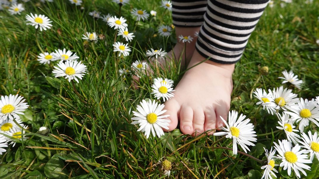 Barfuß auf der Wiese herumlaufen sollten du und deine Kinder lieber nicht - dann kann die Grasmilbe zubeißen.