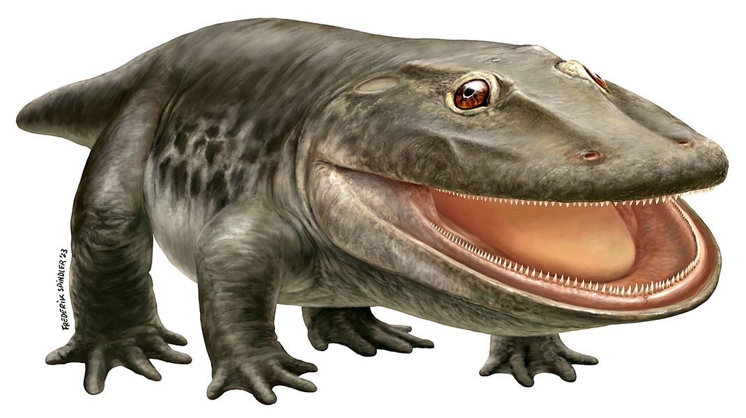 Eine Rekonstruktion zeigt den Ursaurier "Stenokranio boldi", wie er zu Lebzeiten aussehen haben soll.