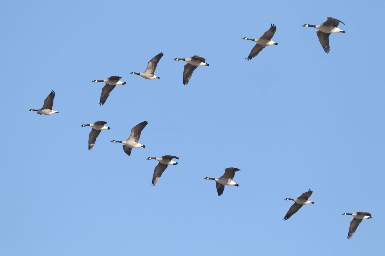 Gänse und andere Zugvögel fliegen oft in V-Formation. "V" wie Vorteil: Wer sich an den Vordervogel heftet, spart Energie.