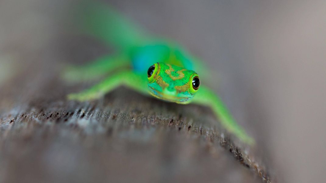 An den Augen von Geckos kannst du sehen, ob sie tag- oder nachtaktiv sind. Dieser Kleine Seychellen-Taggecko hat runde Pupillen - und ist tagsüber unterwegs.