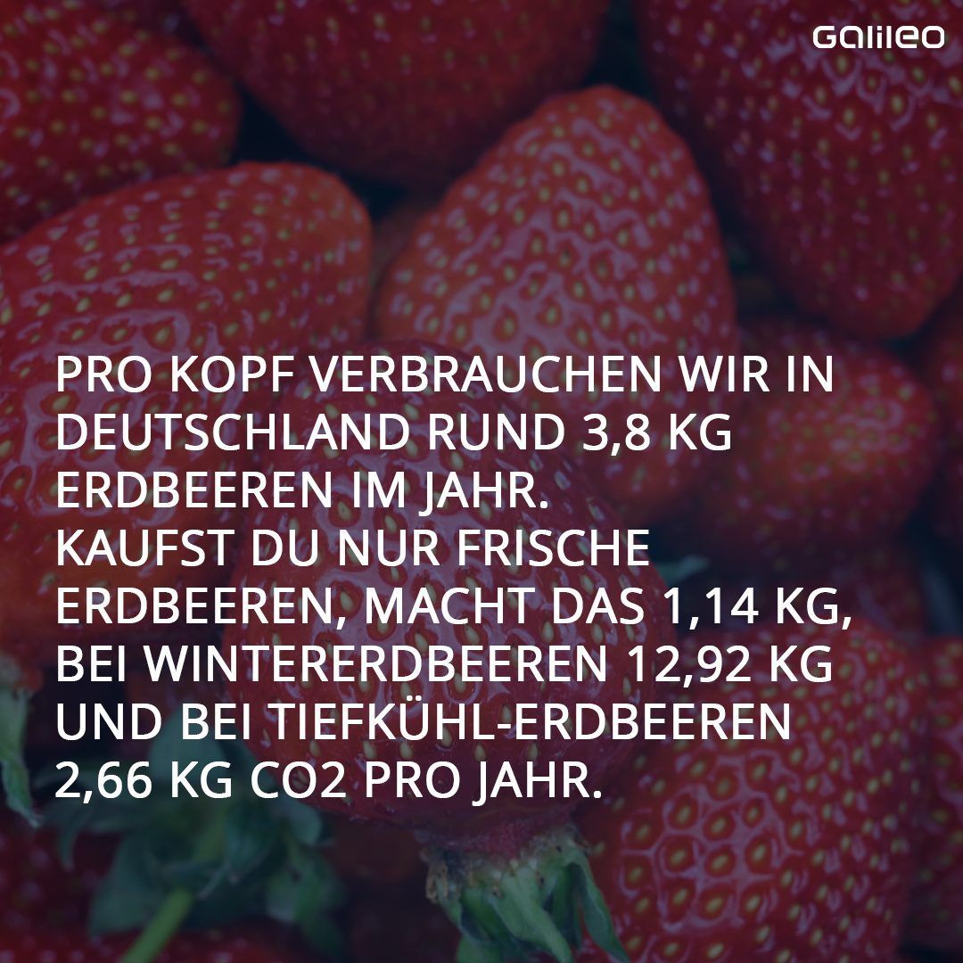Die Klimabilanz von Erdbeeren.