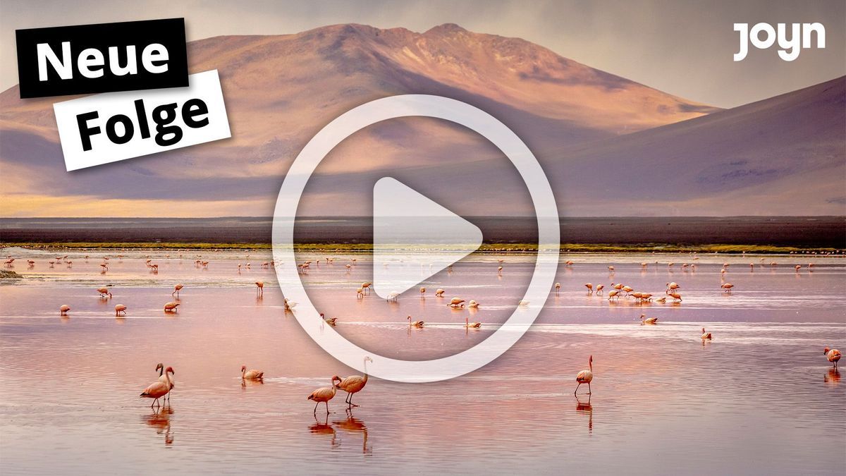 "Galileo": Laguna colorada, Red lake, with Flamingos and Volcanic landscape, Andes, Bolivia