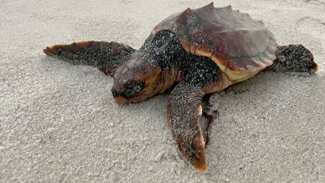 Eine unechte Karettschildkröte (Caretta caretta) liegt - statt wie üblich im Warmen - am Hörnumer Weststrand auf Sylt im Sand.
