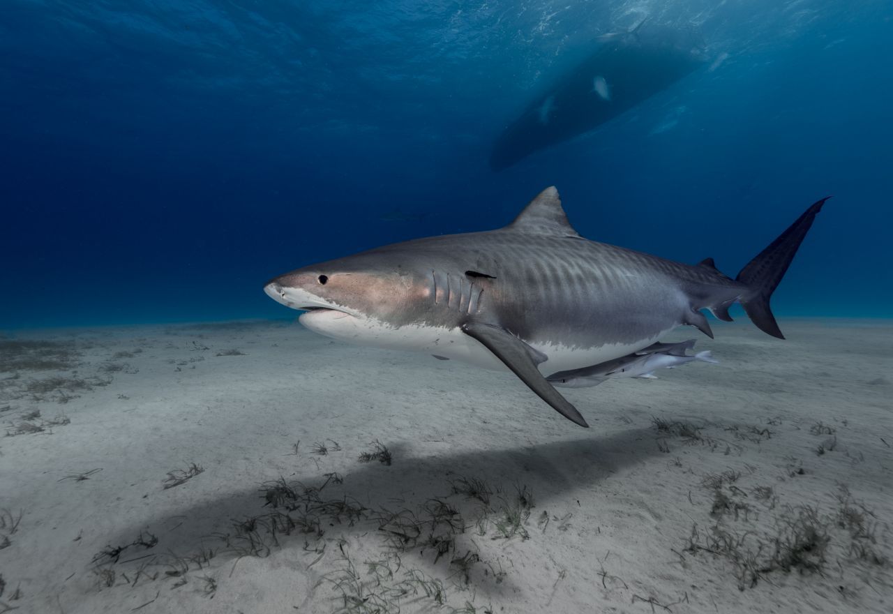 Tigerhai: Er ist ungefähr so groß wie der Weiße Hai, aber nicht ganz so massig. Auch er ist ein Raubfisch. Sein Bestand geht immer weiter zurück. Der Tigerhai mag trübes Wasser in tropischen oder gemäßigten Regionen.