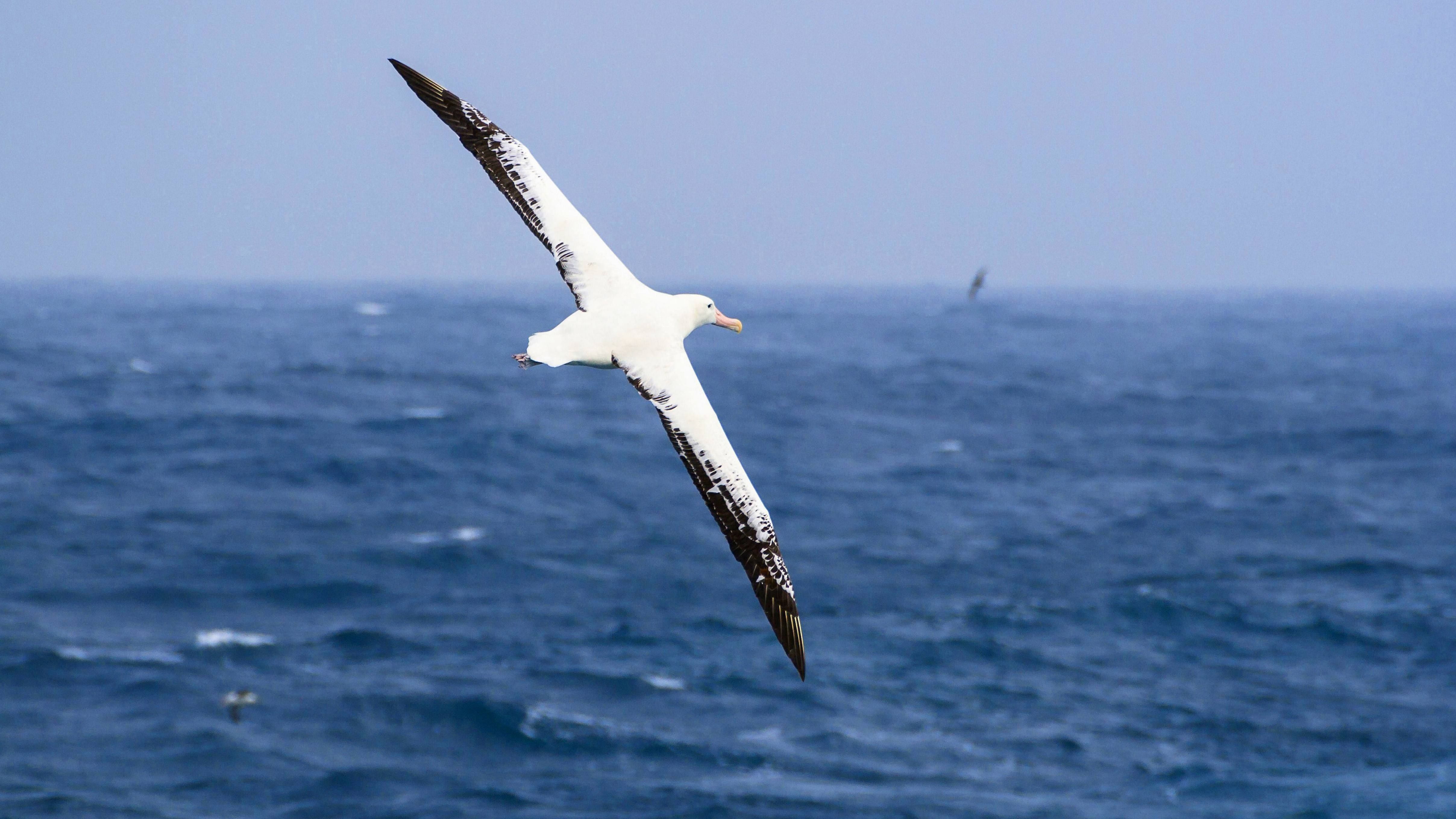 Größe und Gewicht wirken sich aufs Fliegen noch schneller ungünstig aus. Mit einer Flügelspannweite von bis zu 3,5 Meter ist der Wanderalbatros daher der größte lebende Flieger. 