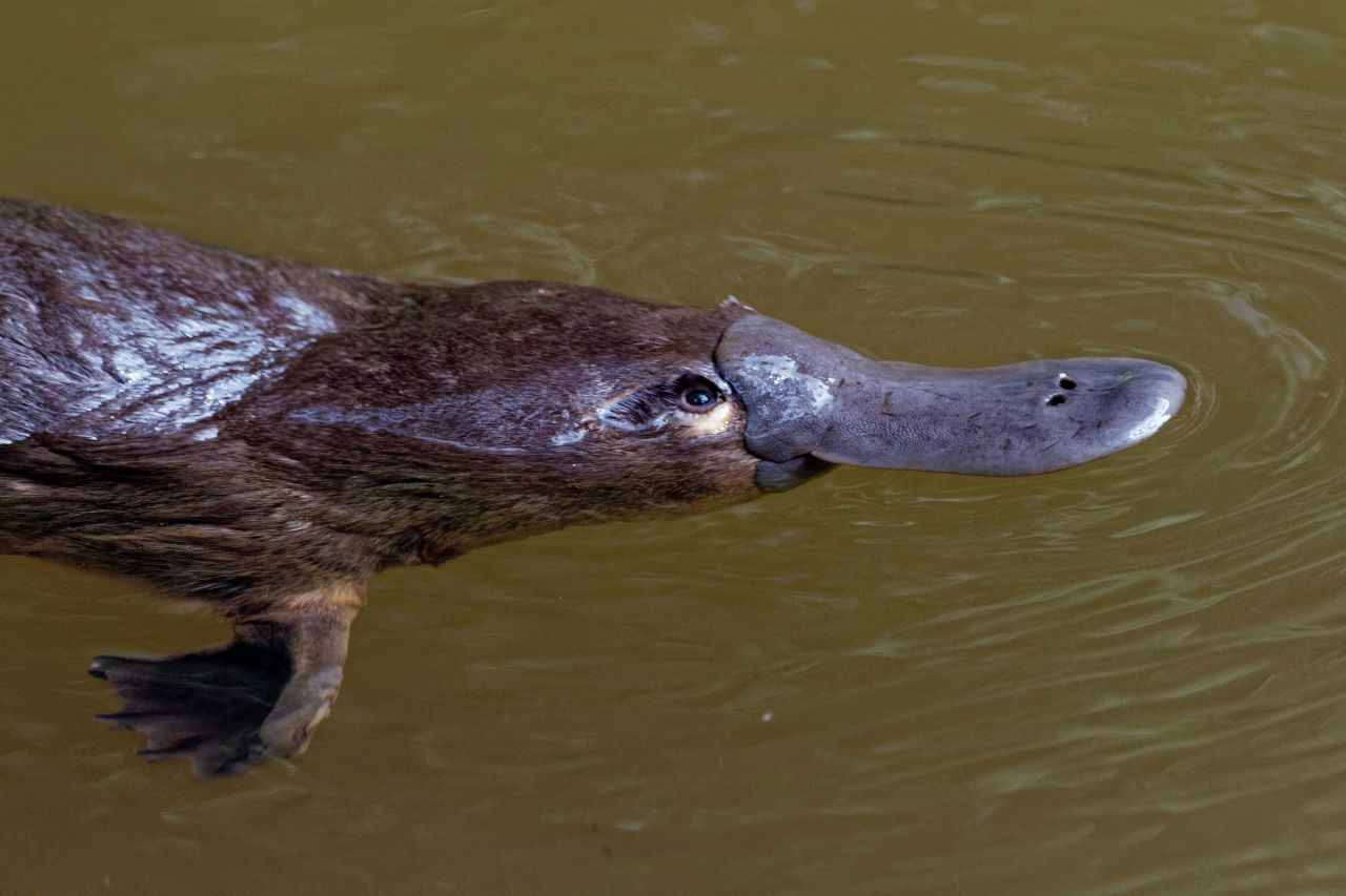 Der entenähnliche Schnabel ist biegsam und fühlt sich wie glattes Rindsleder an. Die Nasenlöcher sind ganz vorn, sodass die Tiere sie beim Tauchen als Schnorchel nutzen können.