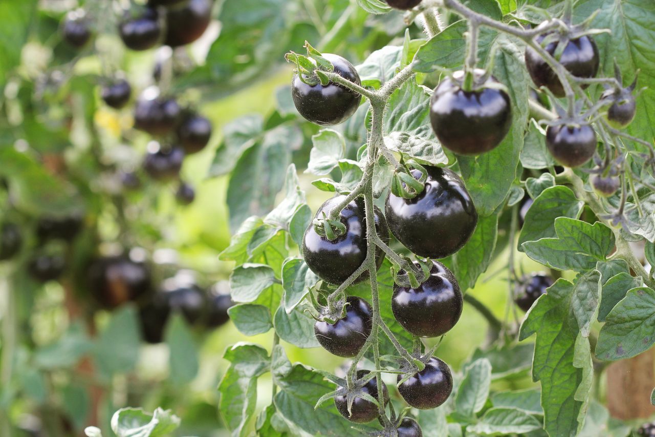 Die "Indigo Rose"-Tomate wurde in den USA gezüchtet. Sie hat einen milden, vorwiegend säuerlichen Geschmack. Doch das Besondere an dieser Sorte ist die Farbe. Die Tomate färbt sich je nach Intensivität der Sonneneinstrahlung von violett bis schwarz. 