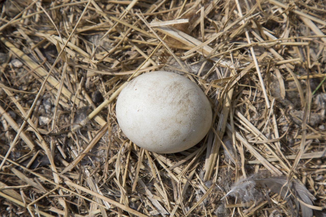 Kugel-Ei: Eulen brüten in Höhlen. Deswegen haben ihre Eier weder eine besonders schützende Farbe noch eine Form, die sie am Wegrollen hindern.