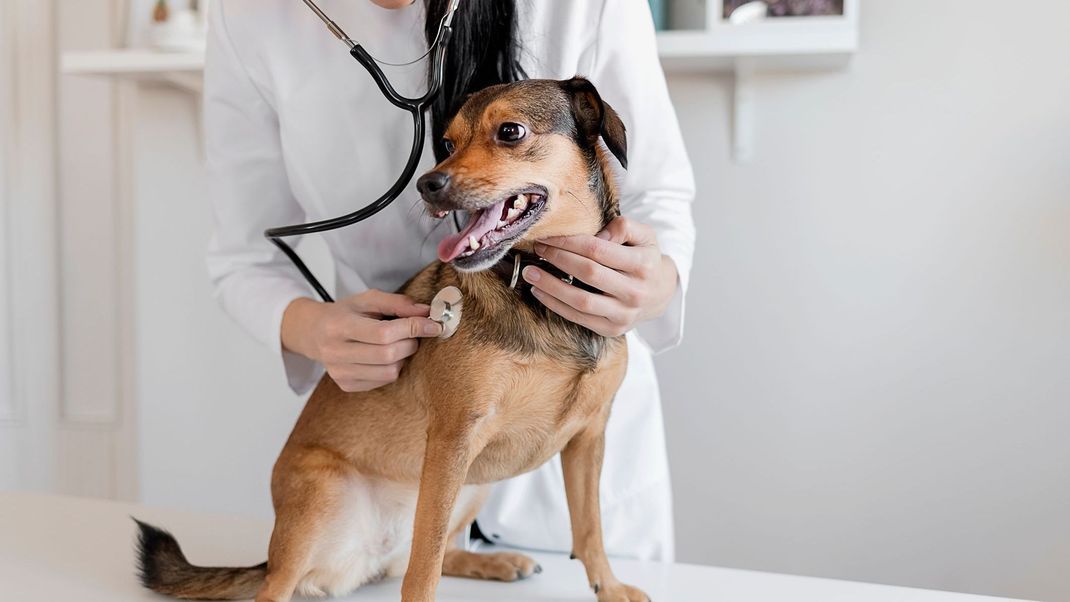 Tierarzt kontrolliert einen Hund mit einem Stethoskop in der Tierklinik