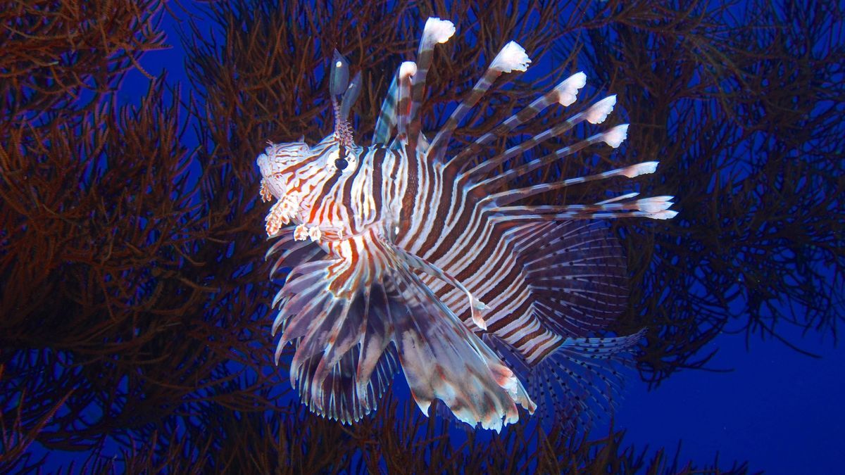 Indischer Rotfeuerfisch/Pterois miles