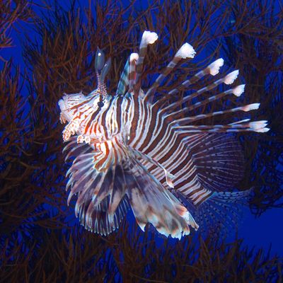 Indischer Rotfeuerfisch/Pterois miles