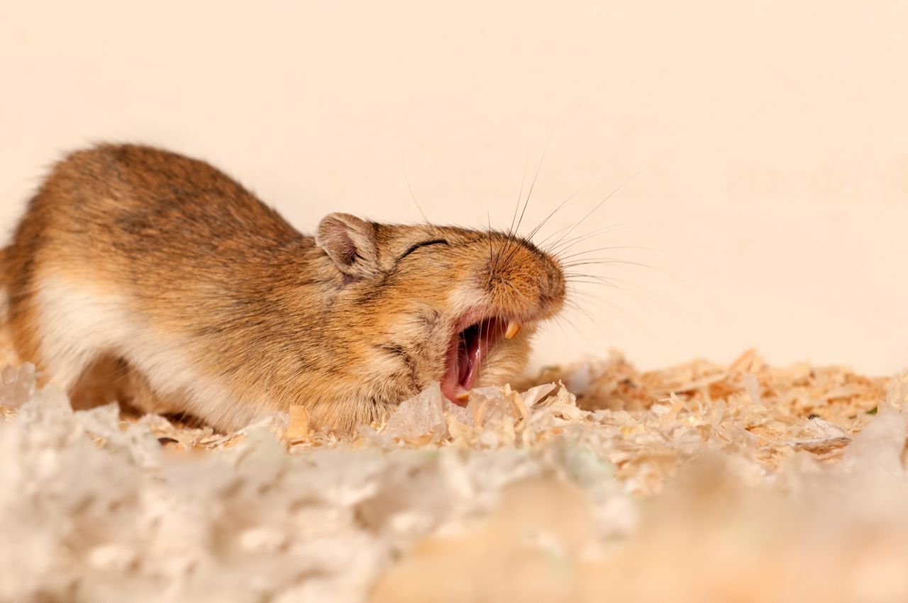 Kurzer Gähn-Prozess: Mäuse gähnen noch kürzer - etwa eine Sekunde.