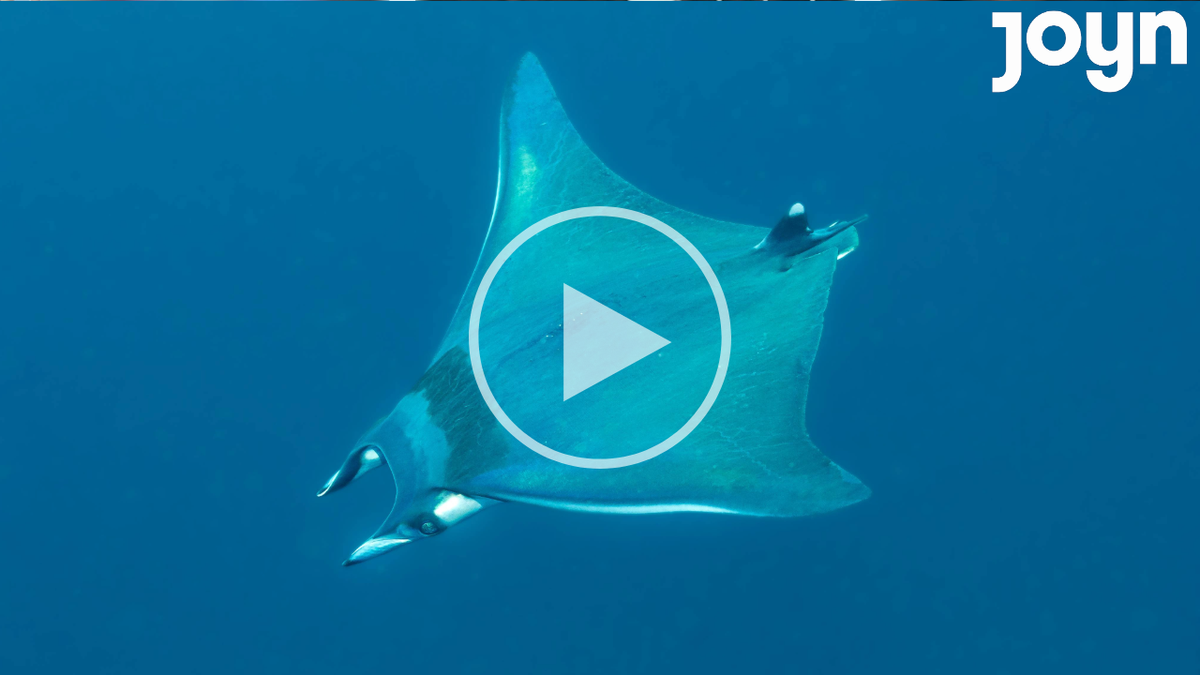 "Hat es noch nie gegeben" Mantarochen-Alarm auf Mallorca: Behörden warnen