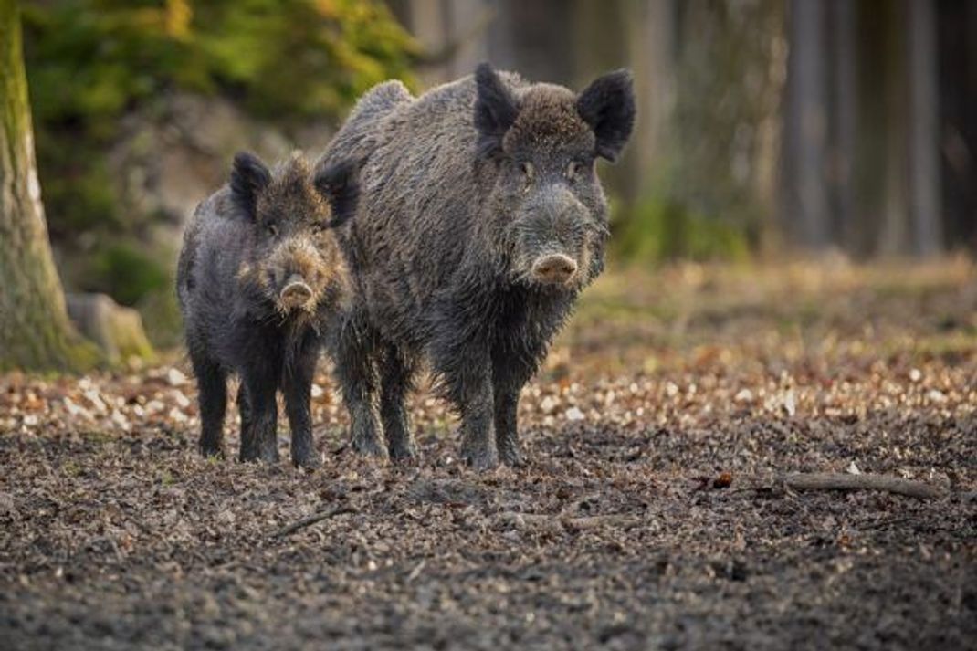 Wildschwein mit Frischling