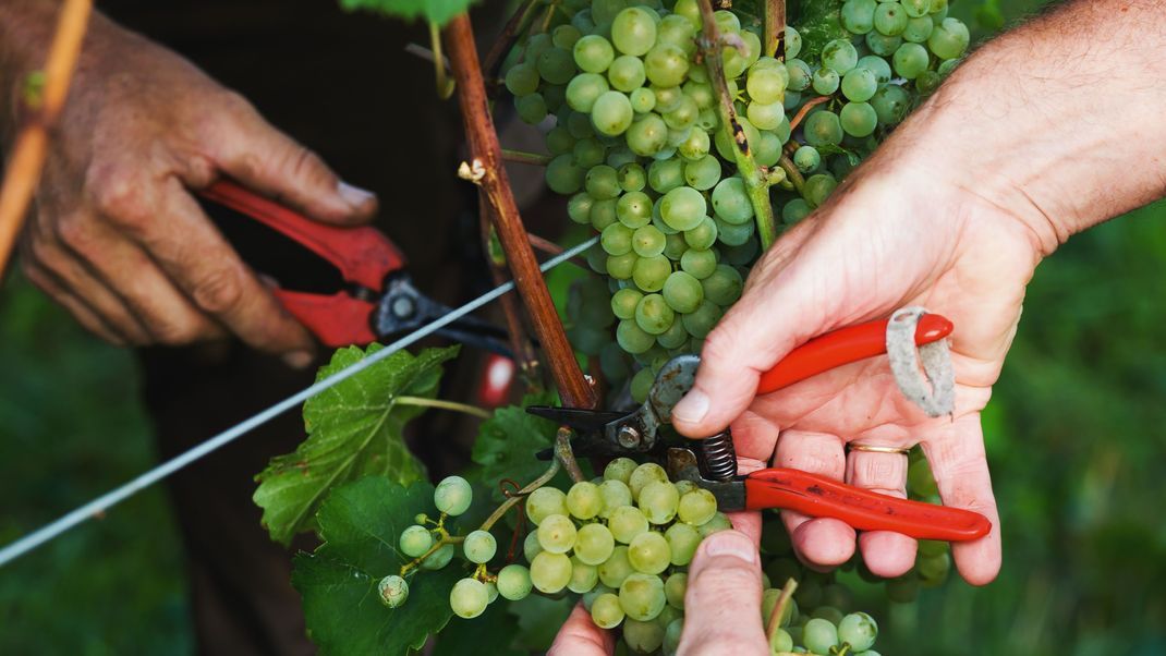 Der richtige Schnitt: So werden Weinreben optimal gepflegt und geformt.