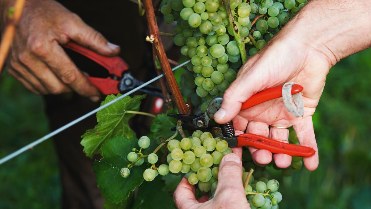 Weinreben richtig schneiden