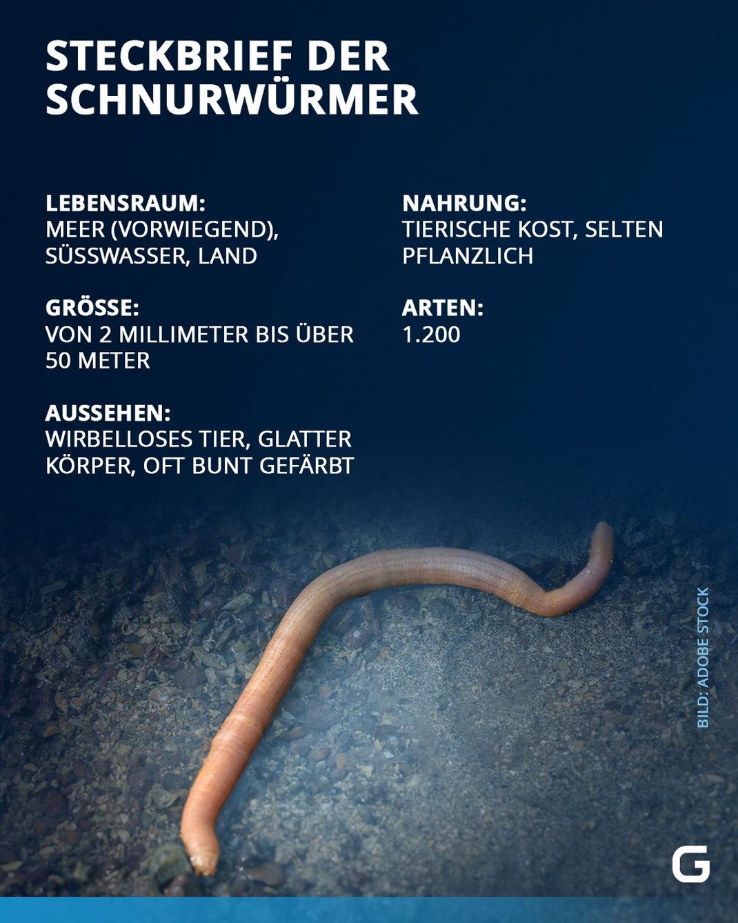 Fakten zum Schnurwurm