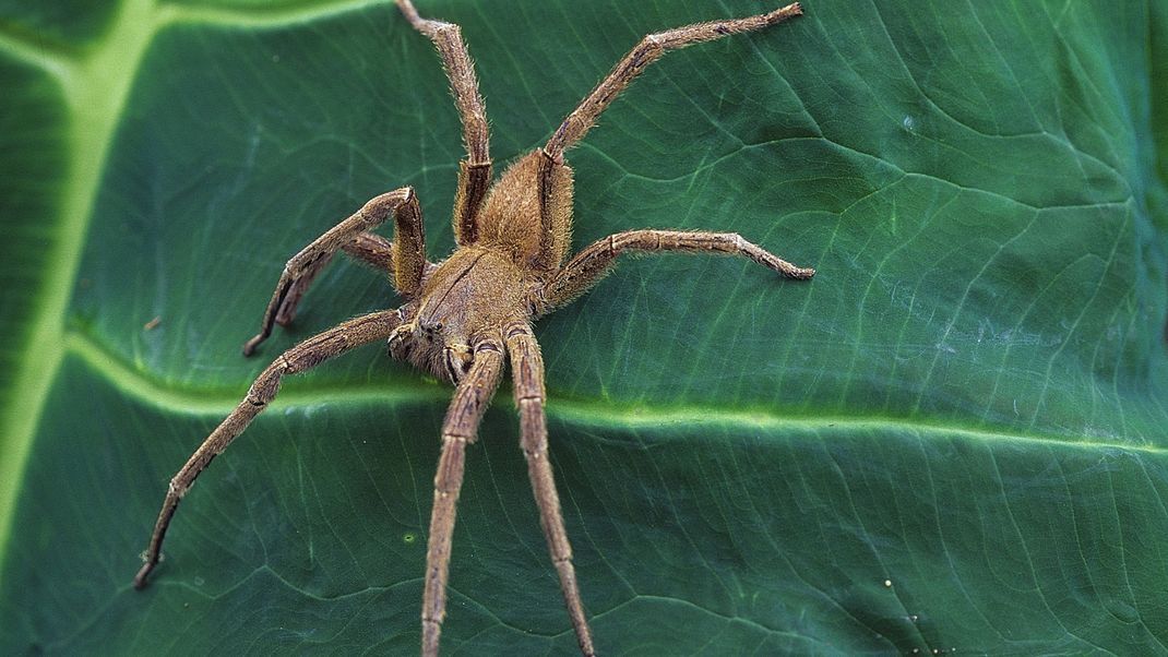Brasilianische Wanderspinne: Sie mag wohl beim engen Kopf-an-Kopf-Rennens etwas weiter vorne liegen, wenn es um den Titel der giftigsten Spinne der Welt geht. Oft wird sie aufgrund ihres sehr komplexen Giftes in Rankings auf dem ersten Platz genannt.