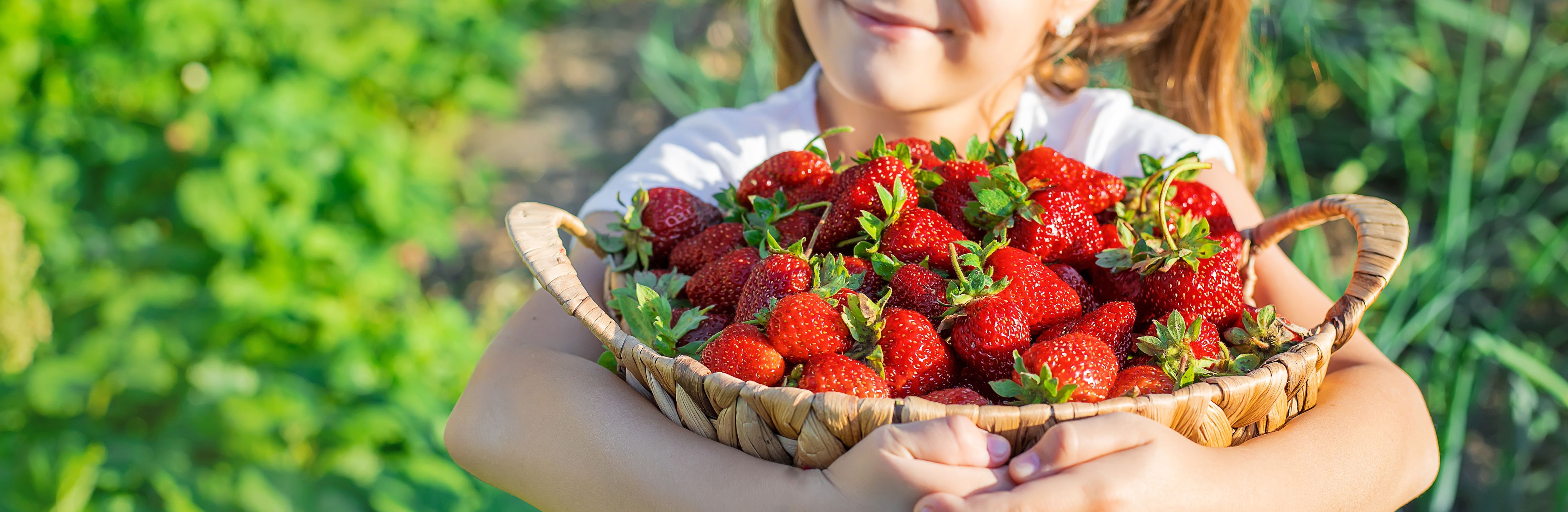 Du Willst Erdbeeren Selber Anpflanzen? Zeitpunkt, Standort, Sorte ...