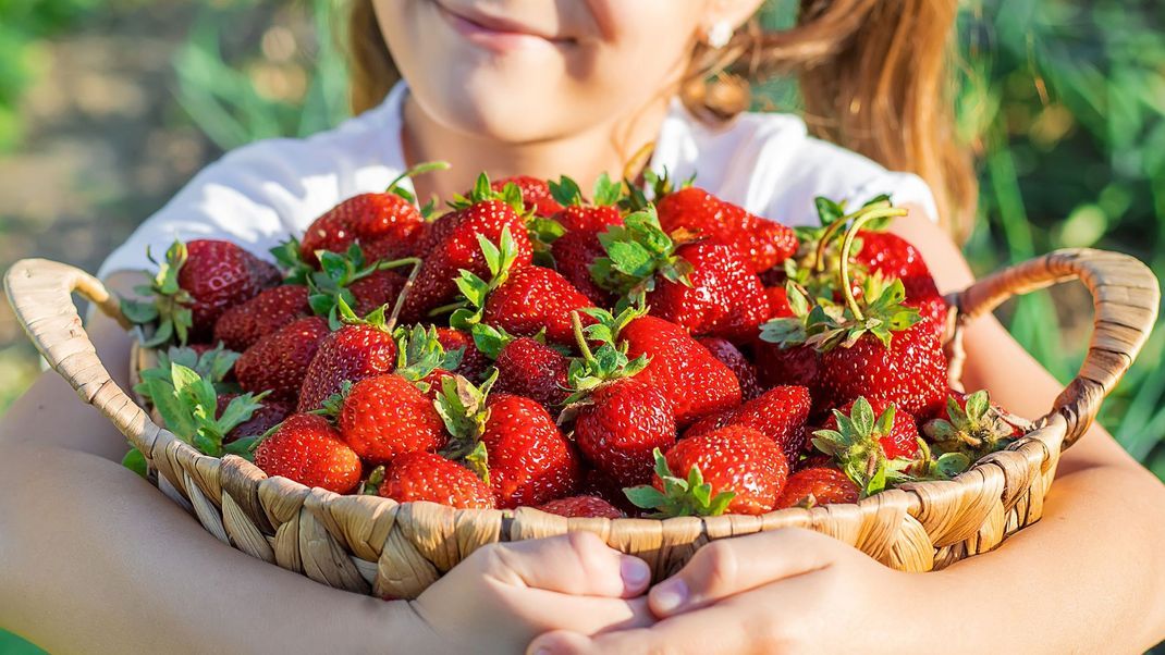 Erdbeeren aus dem Supermarkt sind dir zu teuer? Versuch es doch einfach mal mit selbst gepflanzten Erdbeeren.
