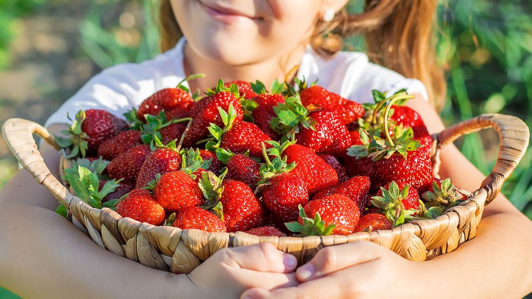 Erdbeeren aus dem Supermarkt sind dir zu teuer? Versuch es doch einfach mal mit selbst gepflanzten Erdbeeren.