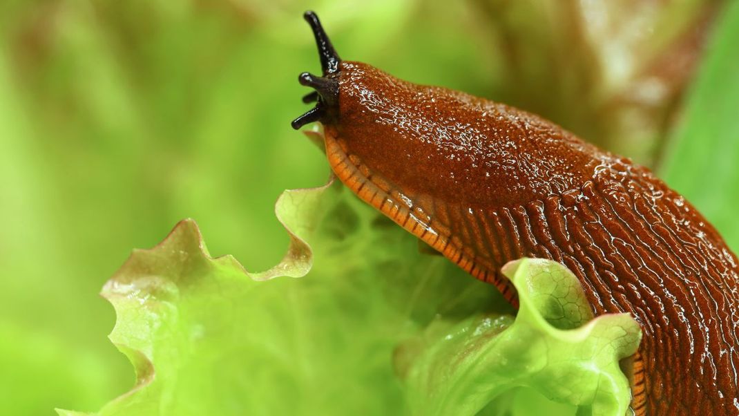 Nacktschnecken sind im Garten besonders schädlich.