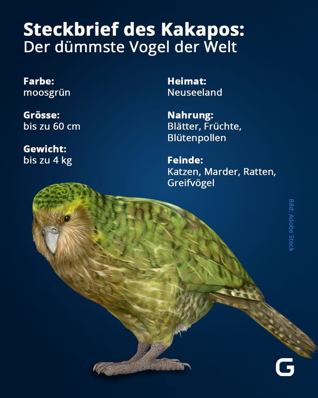 Steckbrief des Kakapos: So ist die Farbe, Größe und das Gewicht des Vogels.