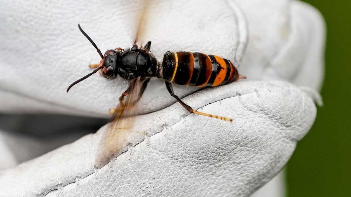 Eine Asiatische Hornisse wird von einem Biologen mit einem Handschuh gehalten.