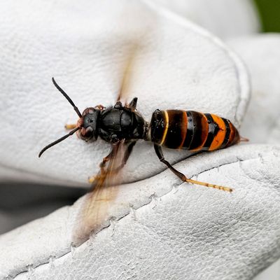 Eine Asiatische Hornisse wird von einem Biologen mit einem Handschuh gehalten.