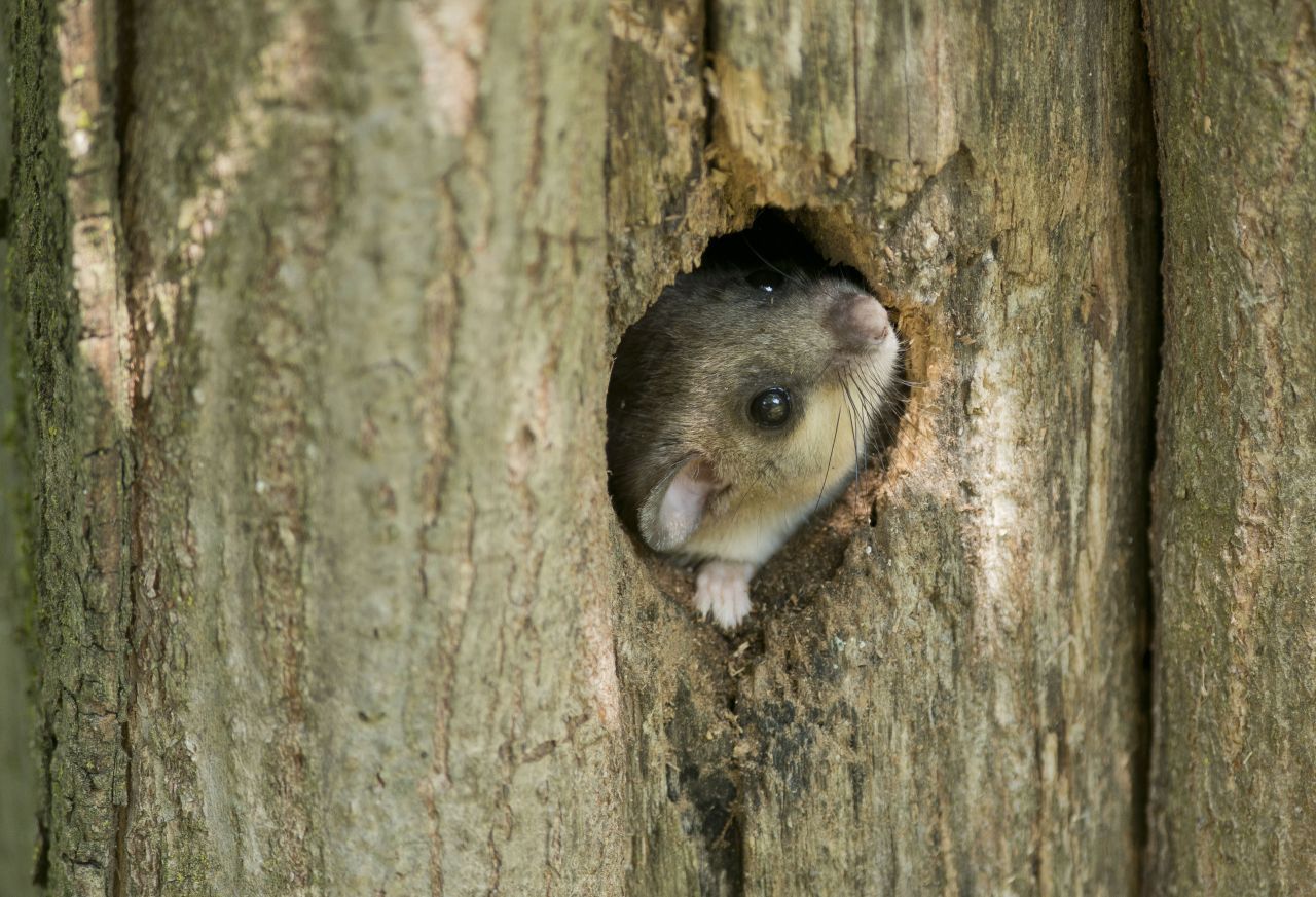 Ein Siebenschläfer schaut aus einer Baum-Höhle.