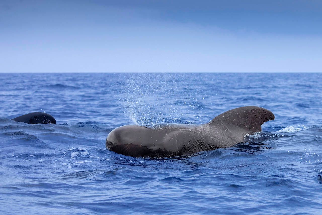 Grind- oder Pilotwale schlummern gemeinsam in einer Familiengruppe, sogenannten Pods. Vor Gomera wurden rund 20 Tiere gesichtet, wie sie ruhend nebeneinander an der Oberfläche lagen: Rückenflosse und Rücken gut erkennbar, der Kopf kam nur zum Atmen nach oben.