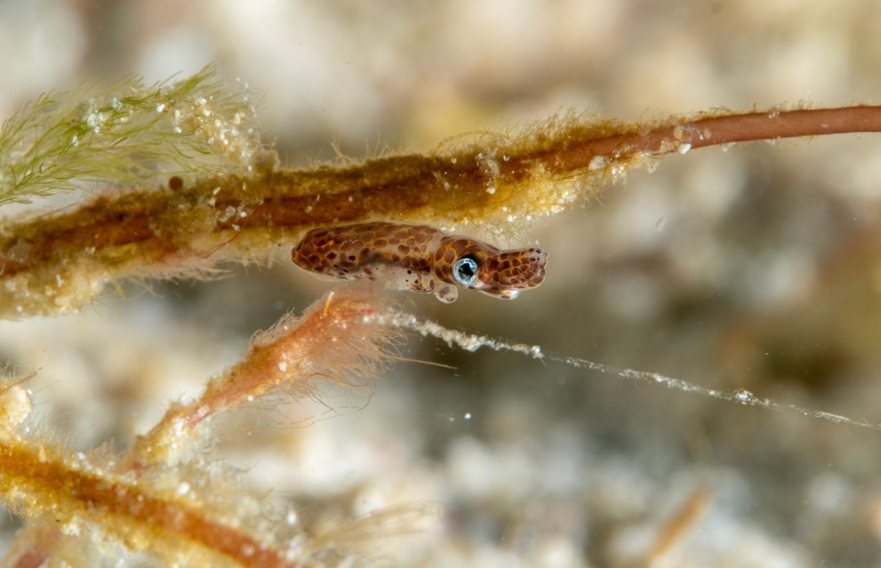 Dieser bis zu 3 Zentimeter kleine Zwergtintenfisch leuchtet nachts so hell wie der Mond, denn im Mondlicht will er nicht als dunkler Schatten auffliegen, wenn er zum Fressen an die Oberfläche steigt. Kleine biolumineszente Bakterien helfen ihm dabei - er lebt mit ihnen in Symbiose.