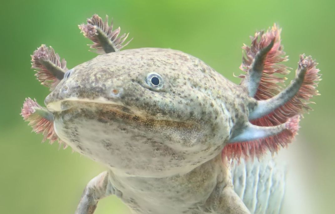 Nahaufnahme eines Axolotls