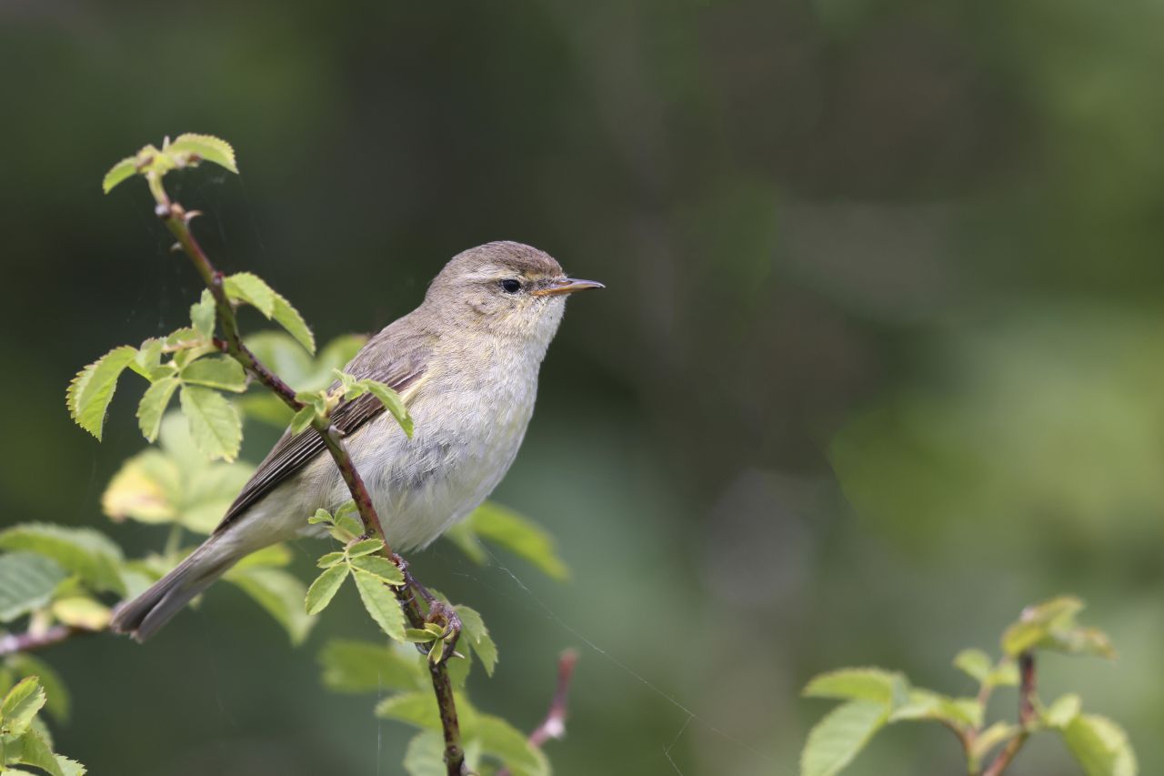 Viele Singvogelarten, wie beispielsweise Rotkehlchen, Zilpzalp, und Gartenrotschwanz, ziehen in den Süden Europas oder sogar bis nach Afrika.