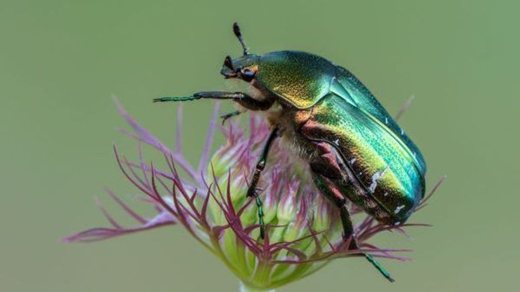 Keine Angst vor Rosenkäfern: Diese Käfer erweisen sich als ziemlich nützlich im Garten.