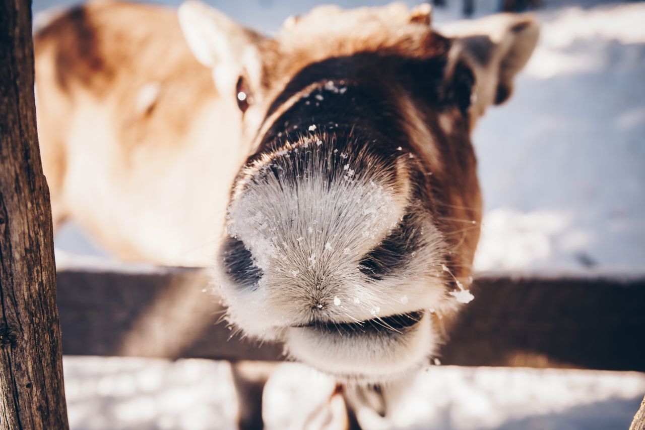 In Norwegen sind auch Rentiere beheimatet. Für die Menschen sind sie wertvolle Nutztiere.