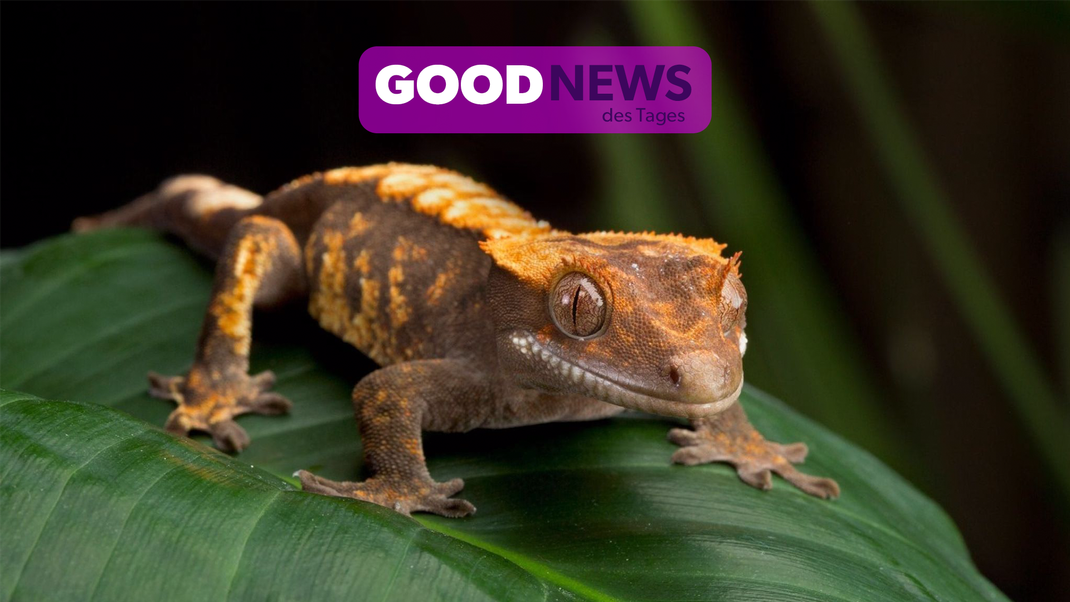 Geckos gehören zu den ältesten Tierarten der Welt.