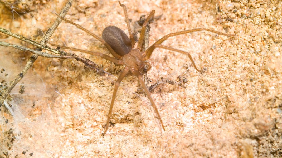 Expert:innen warnen vor der Braunen Violinspinne (Loxosceles rufescens) in Spanien. (Symbolbild)