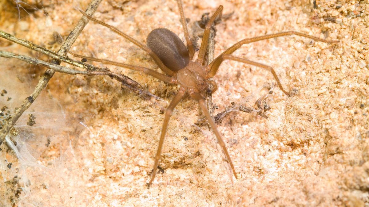 Mediterranean recluse spider, violin spider (Loxosceles rufescens), Brown recluse spider, in its wild habitat. Alghero, Sassari, Sardinia, Italy