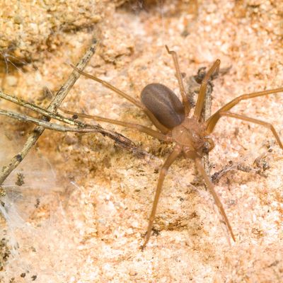 Mediterranean recluse spider, violin spider (Loxosceles rufescens), Brown recluse spider, in its wild habitat. Alghero, Sassari, Sardinia, Italy