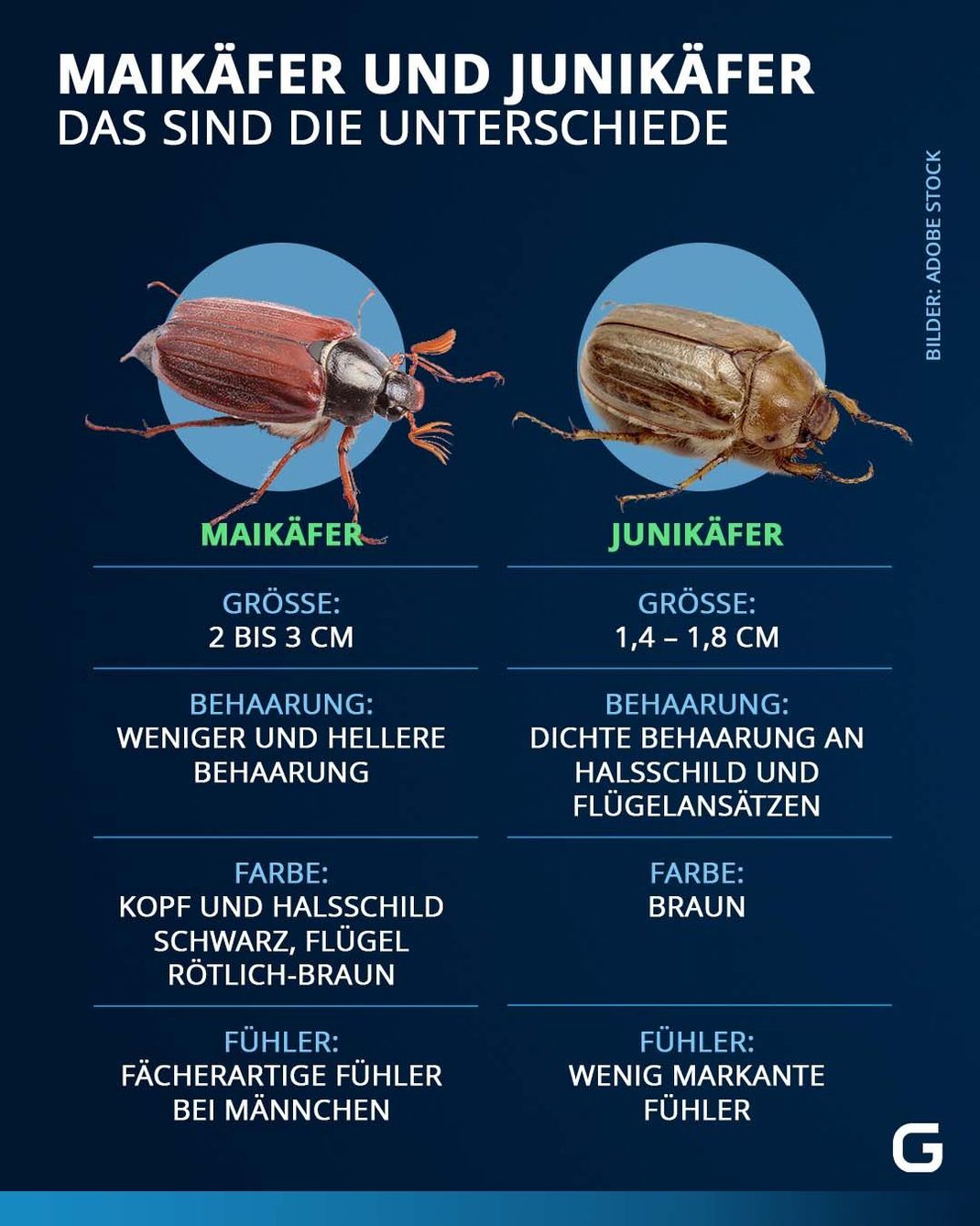 Maikäfer und Junikäfer - Das sind die Unterschiede 