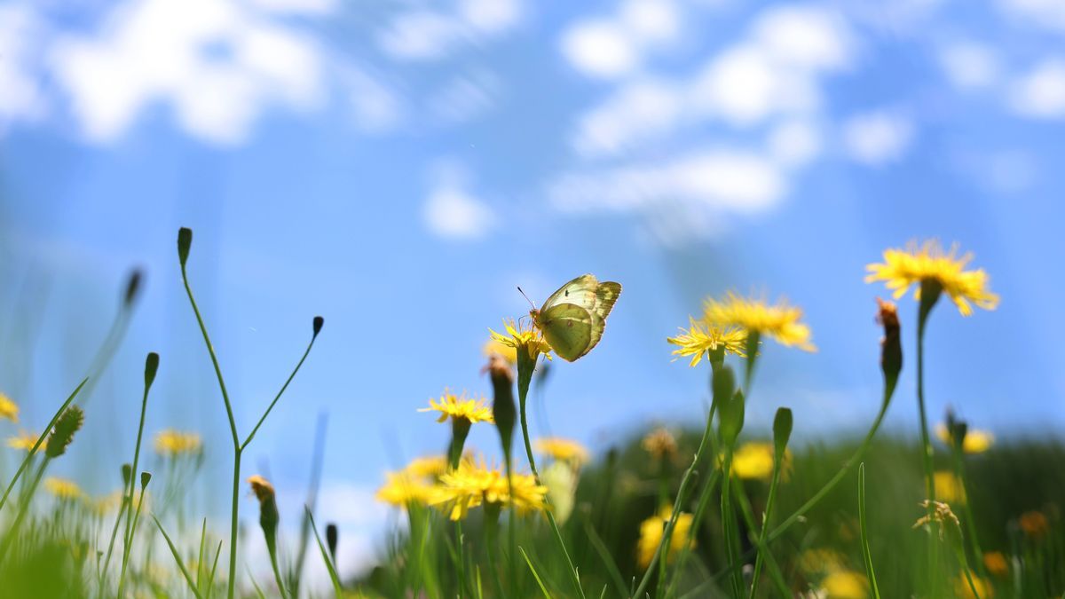 Ein Weißklee-Gelbling sitzt auf einer Blumenwiese unter weiss-blauem Himmel auf einer Blüte.
