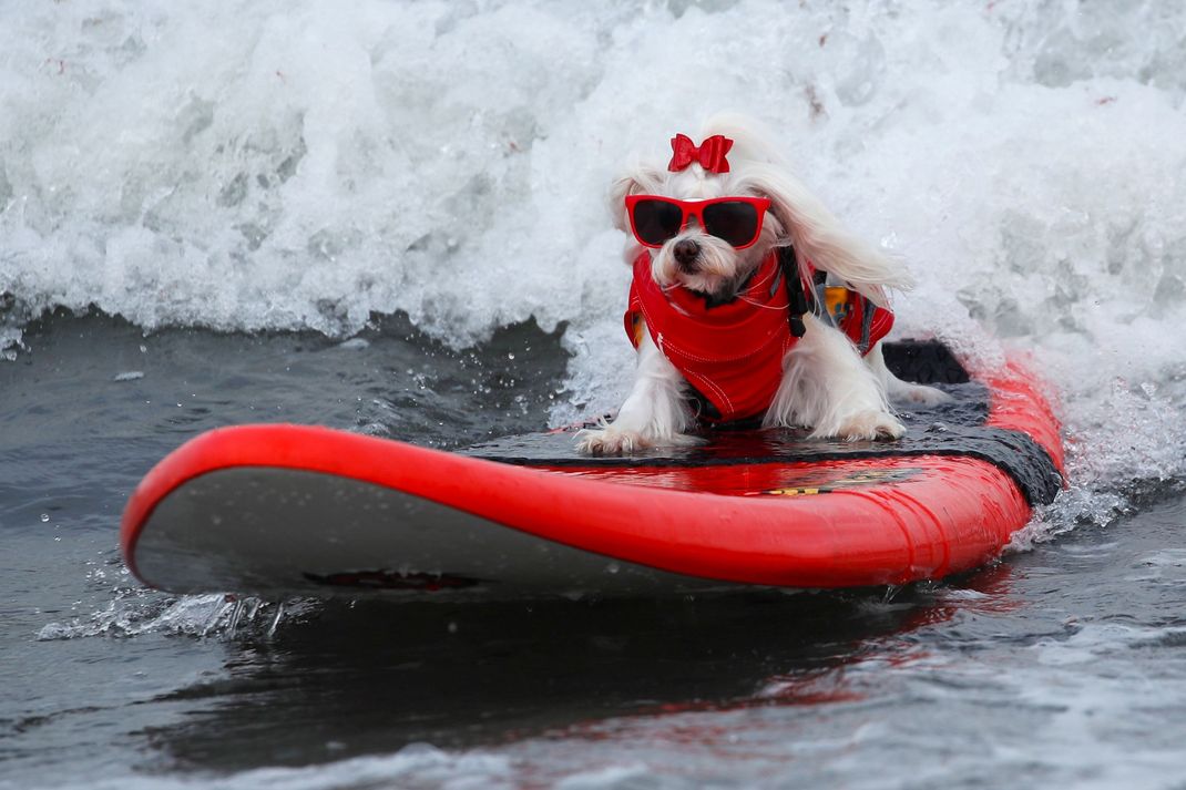 Bei der Surf-Meisterschaft der Hunde im englischen Poole treten zahlreiche Vierbeiner gegeneinander an. (Archivbild)