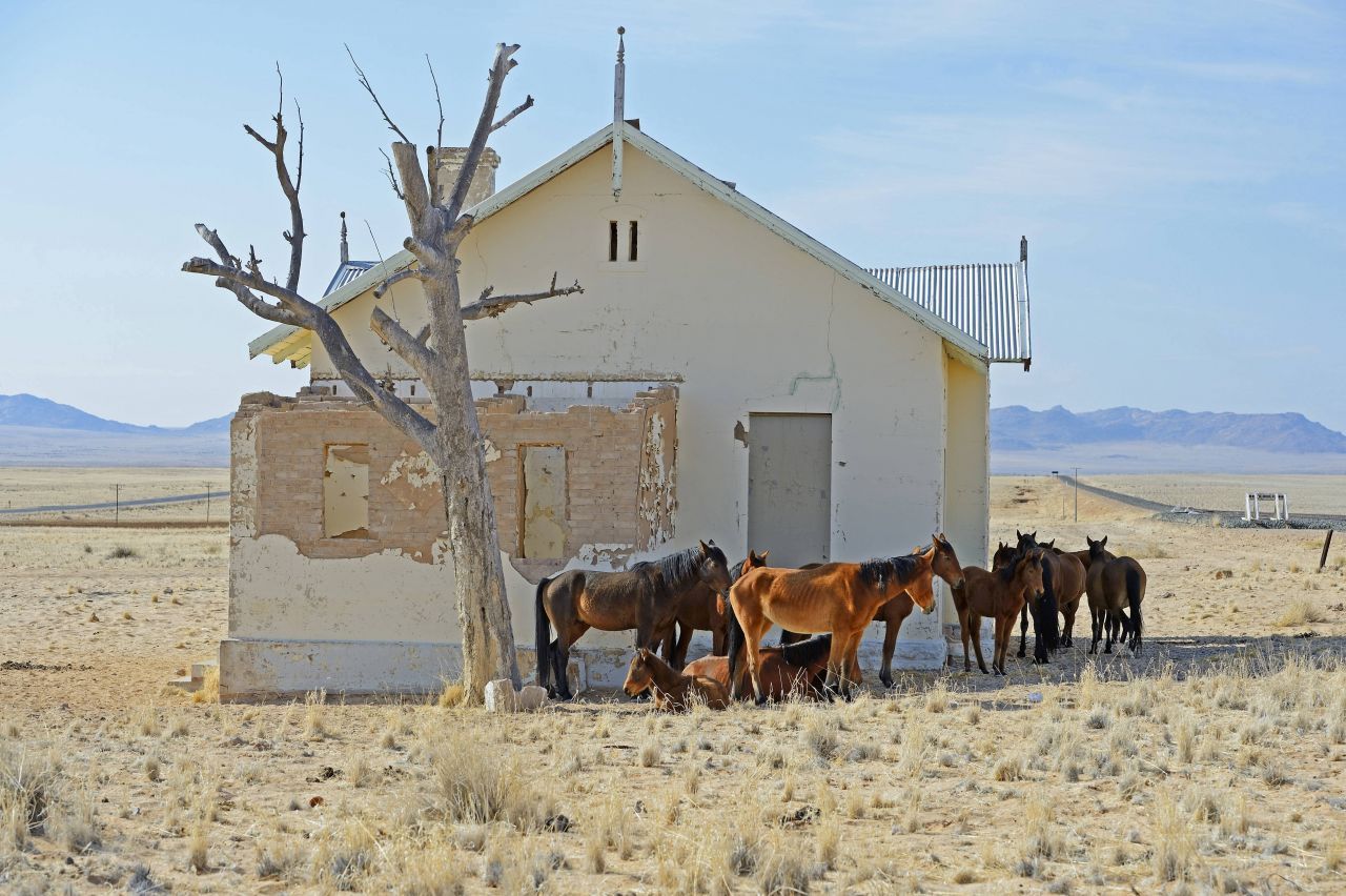 In Namibia leben Pferde wild, die ursprünglich Hauspferde waren. Die Tiere suchen verlassene Gebäude auf, da sie dort Schutz vor der Sonne finden. Sie haben sich an das trockene Klima angepasst.