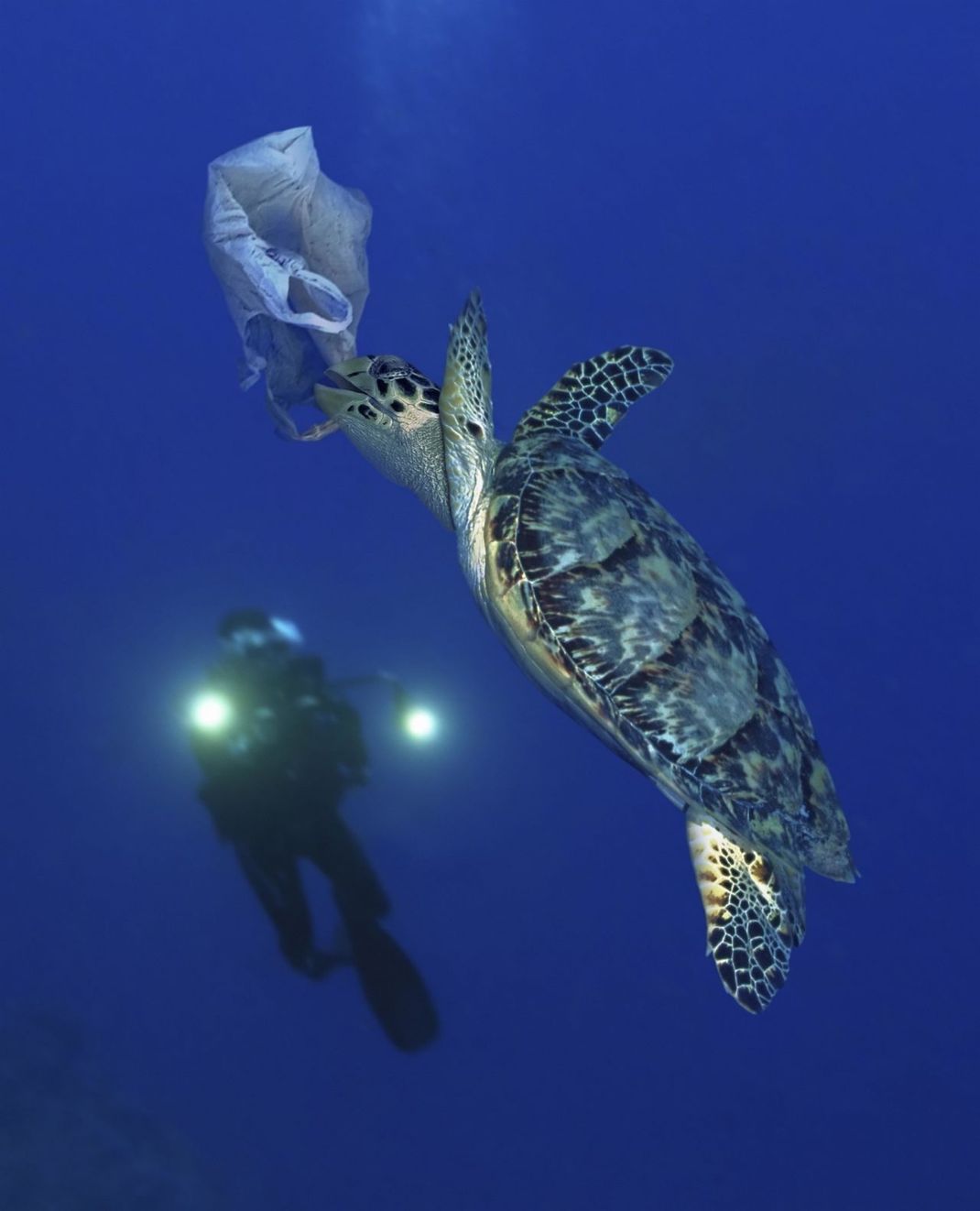 Eine Schildkröte versucht eine Plastiktüte zu fressen.