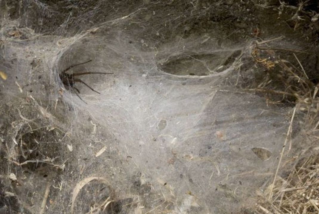 Im Gegensatz zu vielen anderen Spinnenarten verwendet die Große Winkelspinne keine Klebetröpfchen beim Bau der Netze, um ihre Beute zu fangen.