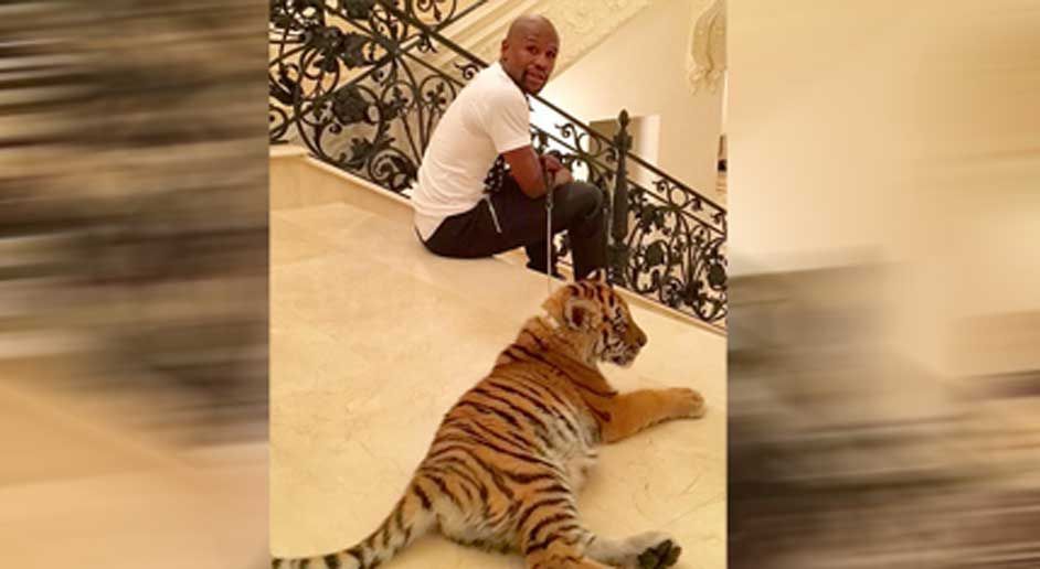 
                <strong>Mayweather bekommt ein Tiger-Baby</strong><br>
                Seine neueste Errungenschaft ist ein Tigerbaby. Nur einen Namen hat Mayweathers neuers Haustier noch nicht. 
              