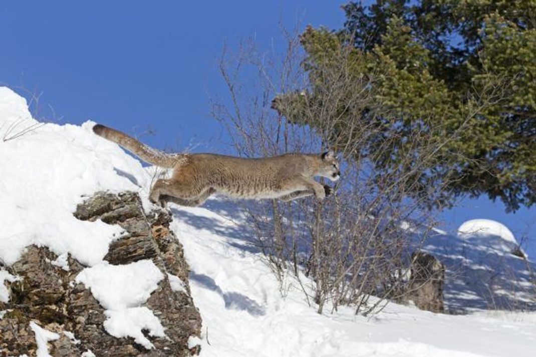 Setzen Pumas zum Sprung an, wird es für ihre Beute eng.