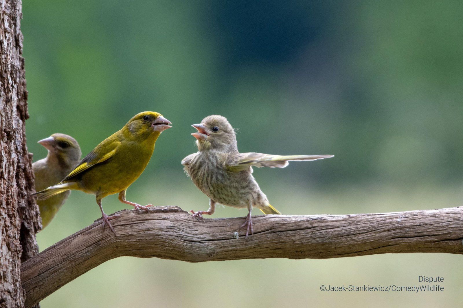 "Dispute": Dicke Luft bei der Grünfinken-Familie. Na, kennt jemand die Szene aus dem eigenen Elternhaus? Das Bild gewann die Auszeichnung in der Kategorie "Affinity Photo 2 People's Choice Award" und "Junior Award". 